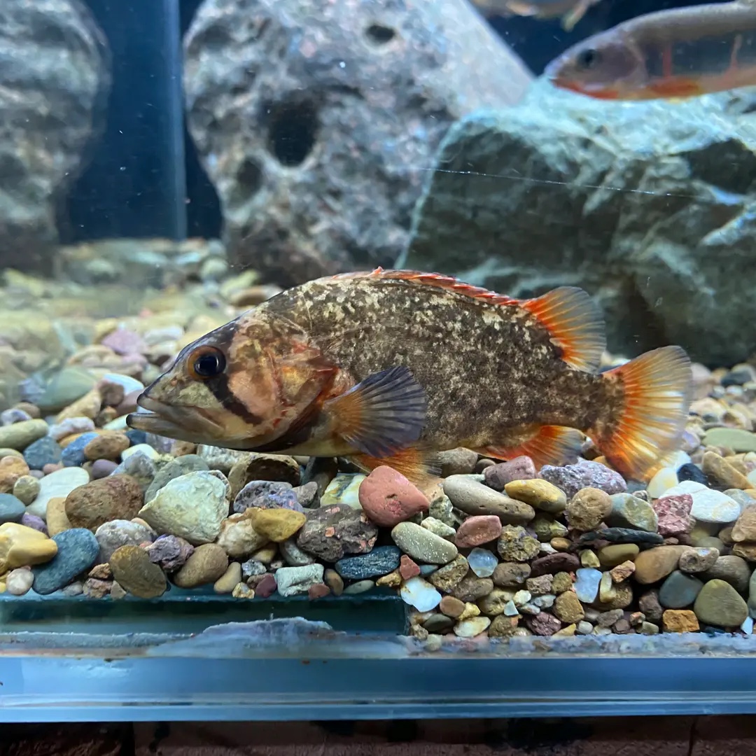 观赏鱼浙江独特鱖鱼桂鱼凶猛鱼