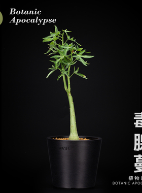 毒腺蔓 Adenia glauca 潮流块根植物