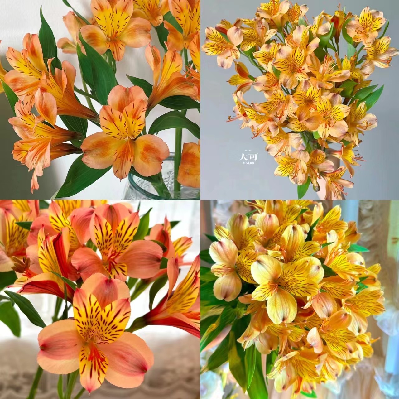 橙色六出云南优选鲜切花昆明基地直发家用插花节日花束,鲜花速递/花卉仿真/绿植园艺,花材,淘宝优惠券,粉丝福利购,淘宝优惠卷