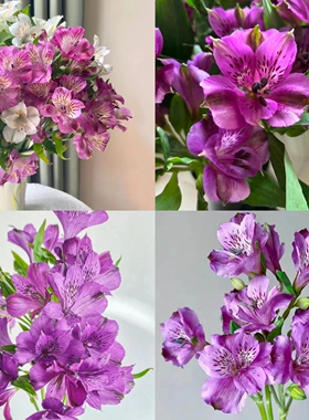紫色六出云南优选鲜切花昆明基地直发家用插花节日花束
