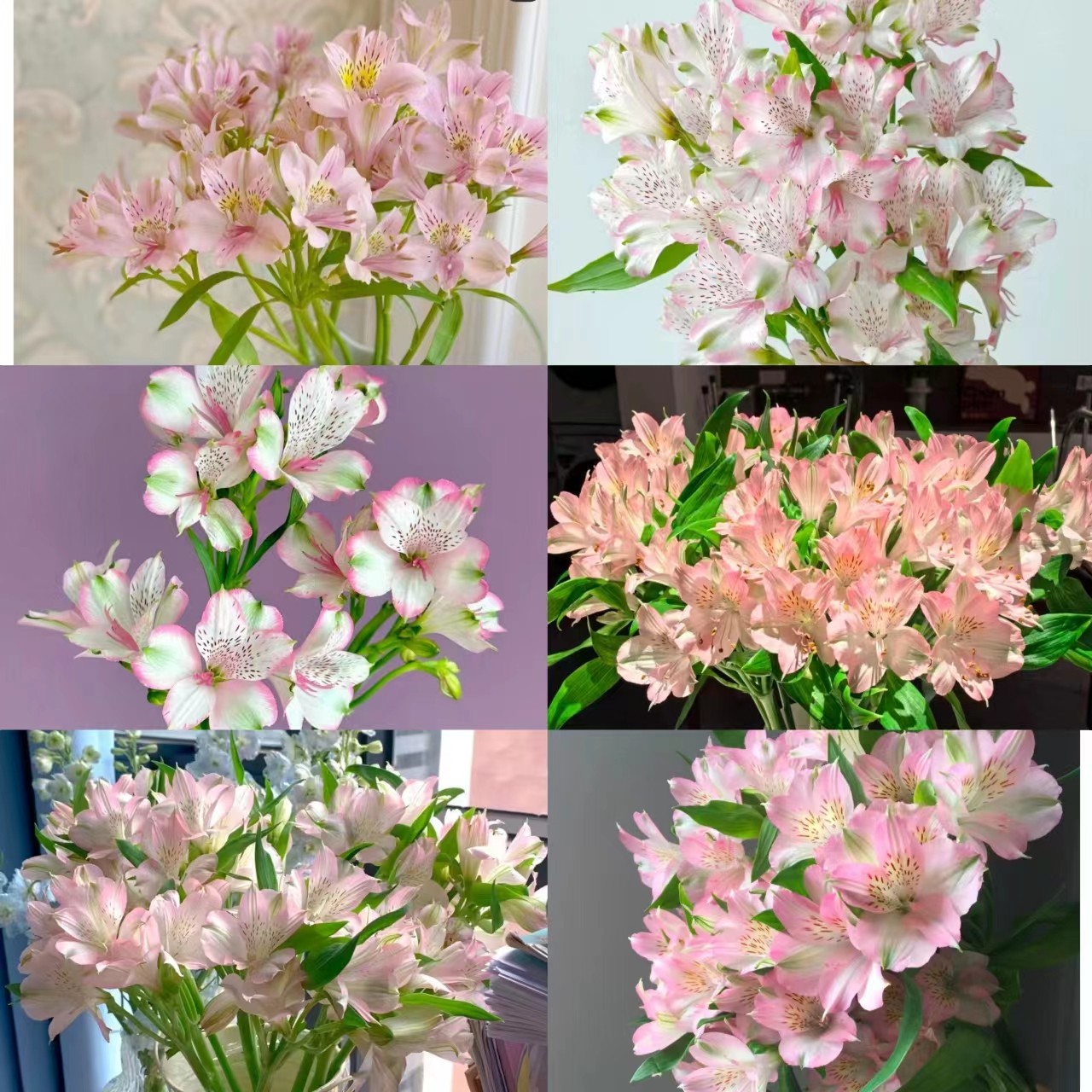 粉色六出云南优选鲜切花昆明基地直发家用插花节日花束,鲜花速递/花卉仿真/绿植园艺,花材,淘宝优惠券,粉丝福利购,淘宝优惠卷