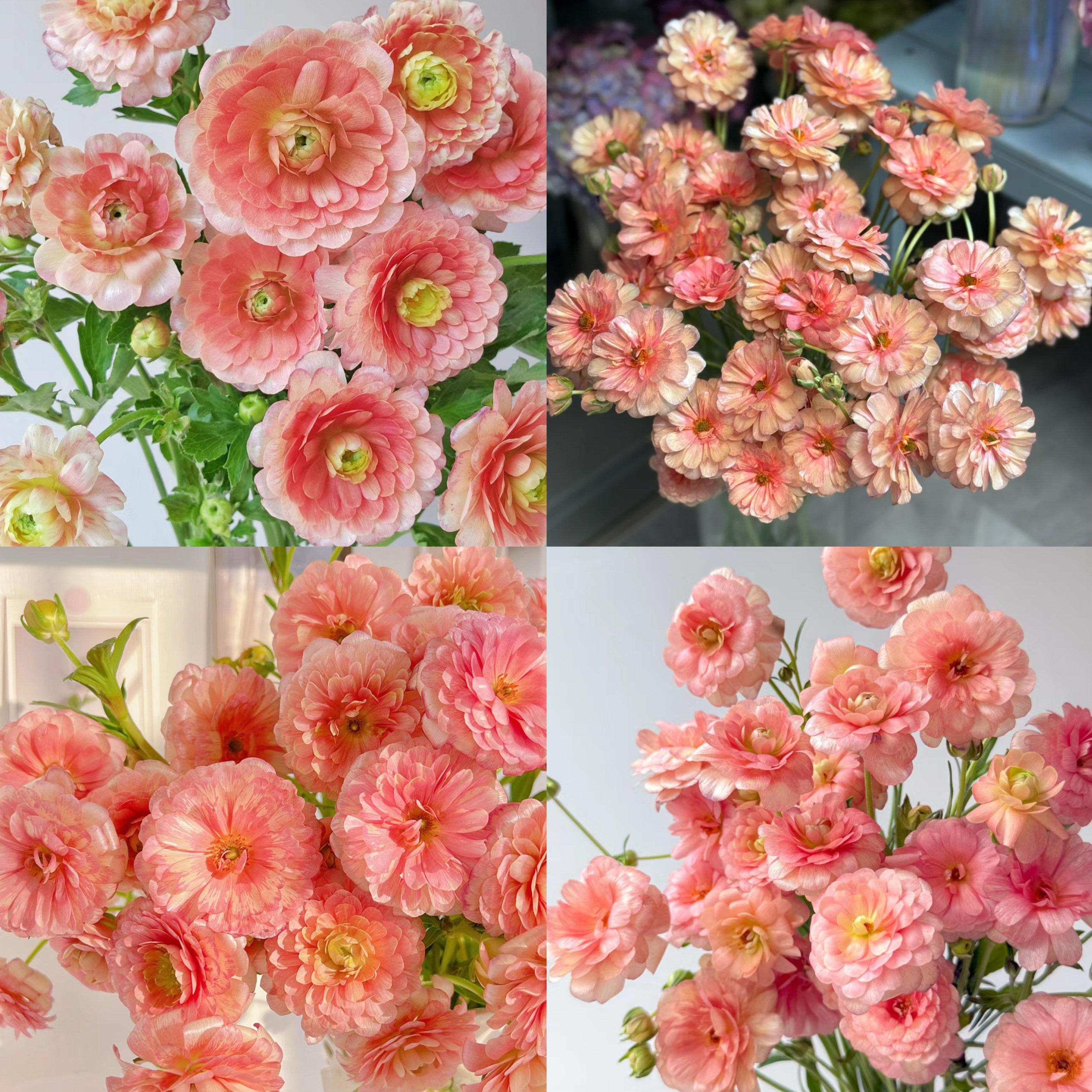 三文鱼蝴蝶洋牡丹云南优选鲜切花昆明基地直发家用插花节日花,鲜花速递/花卉仿真/绿植园艺,花材,淘宝优惠券,粉丝福利购,淘宝优惠卷