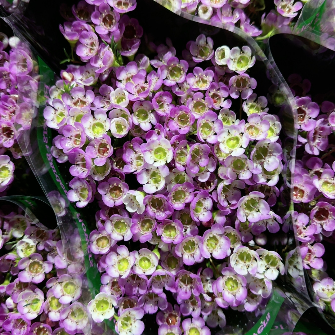 粉色腊梅云南优选鲜切花昆明基地直发家用插花节日花束,鲜花速递/花卉仿真/绿植园艺,花材,淘宝优惠券,粉丝福利购,淘宝优惠卷