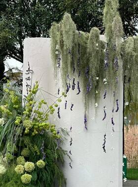 松萝老人须批发厂家直供空气凤梨无土植物婚礼鲜花婚庆布置