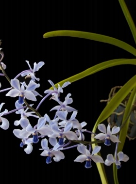 原生种 洋兰 小蓝万代兰 Vanda coerulescens