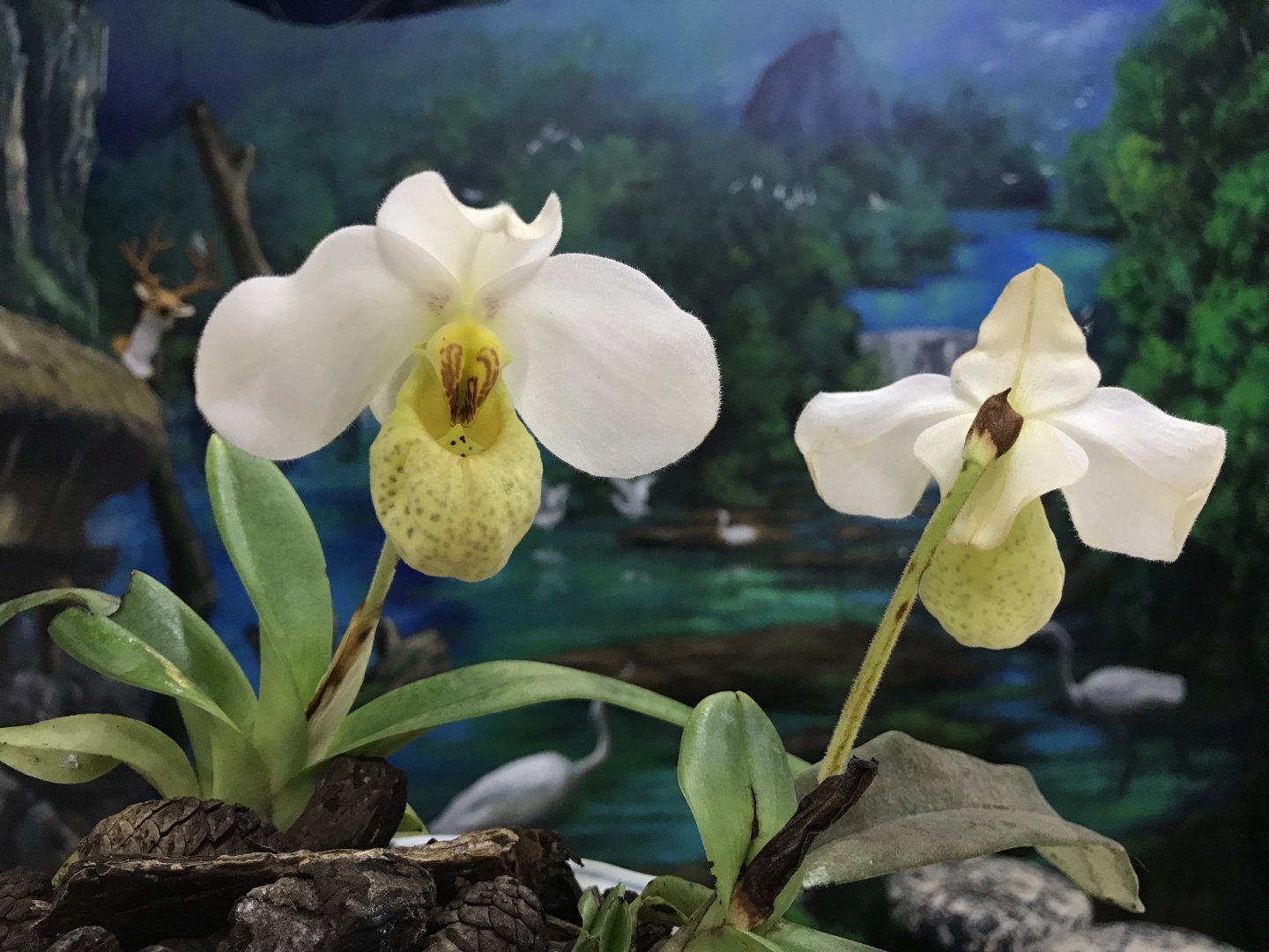 白花兜兰 paph.emersonii 带香味 越南产区 原生种拖鞋兰