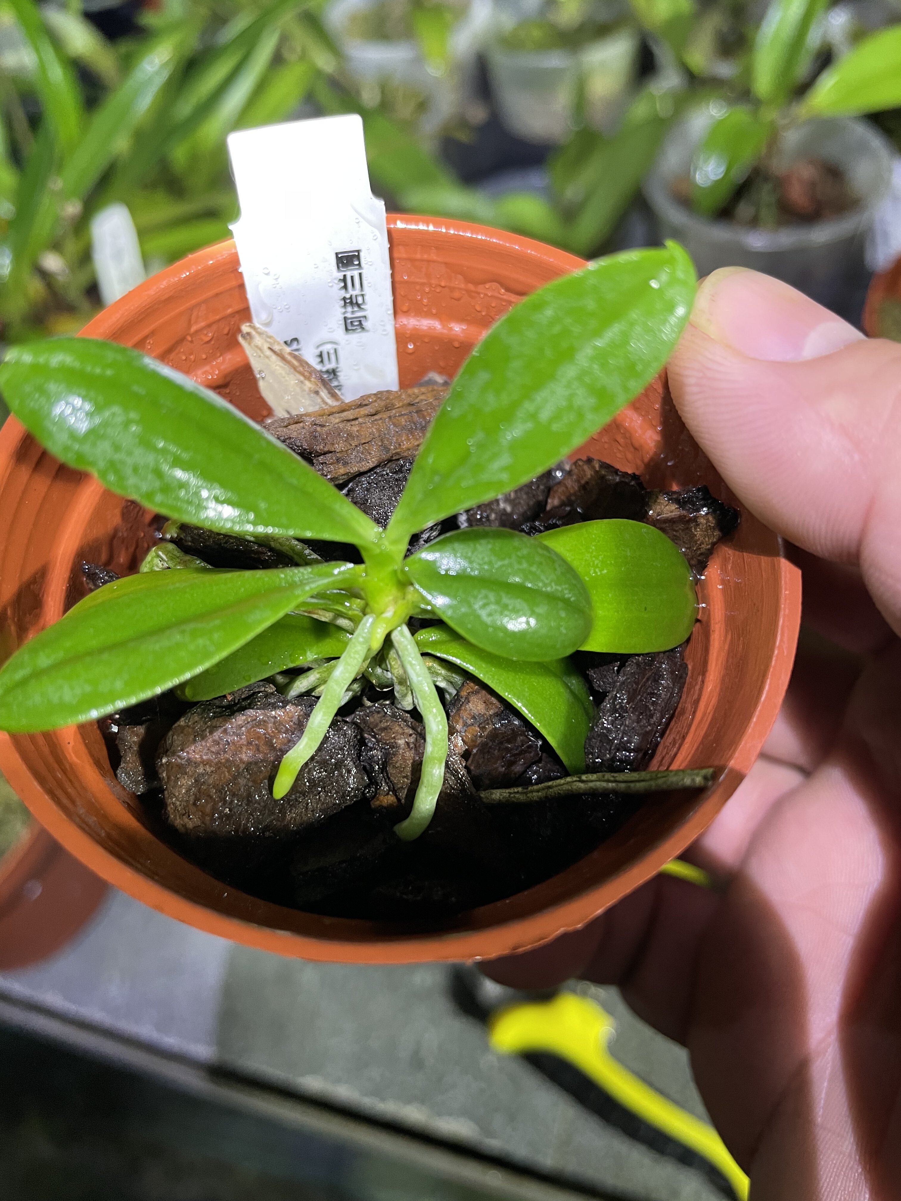 原生种 象鼻蝴蝶兰 浙江蝴蝶兰 对版的