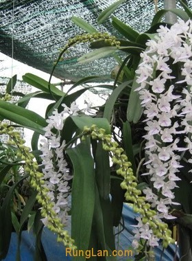 洋兰 原生种 多花指甲兰  Aerides rosea