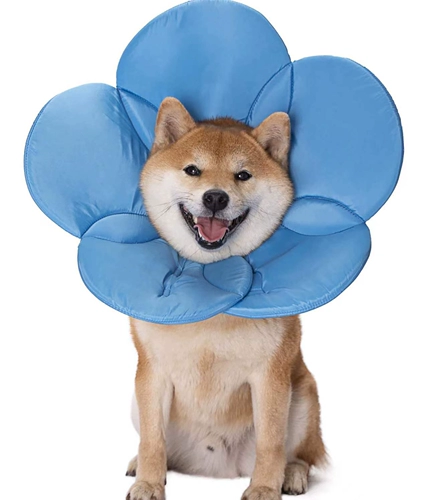 Элизабет Круг Кот Кот Большой Педань Голова сражается с борьбой