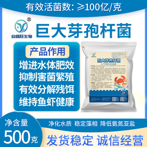 水产养殖巨大芽孢杆菌净水调水
