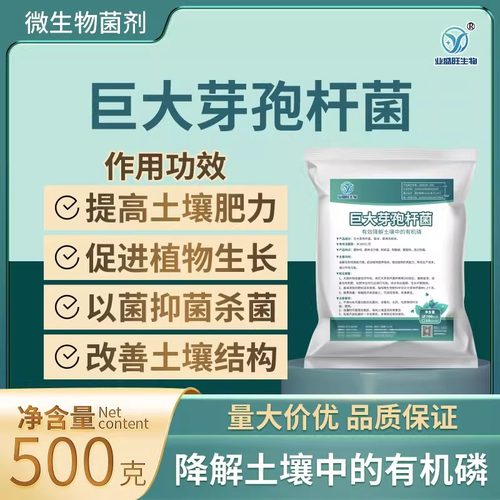 业盛旺巨大芽孢杆菌改良土壤解磷