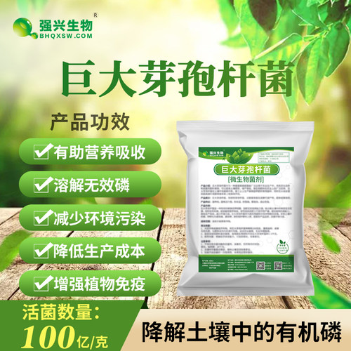 巨大芽孢杆菌解磷提高肥效抗重茬