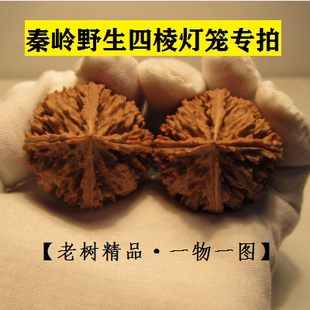 九年老店 秦岭野生灯笼核桃文玩狮子头八楞大刺异型 精品四棱灯笼
