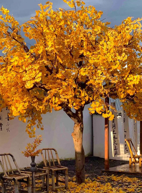 仿真银杏树大树假树秋季场景布置黄色仿真树景观胡杨餐厅院落装饰