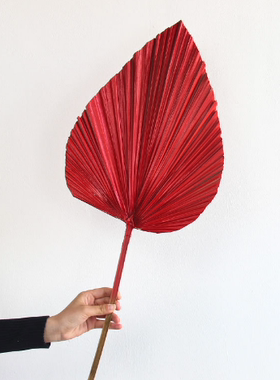 彩色蒲扇干花葵叶棕榈叶插花材料北欧风婚礼造型装饰叶子