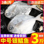3斤9条野生银鲳鱼白鲳鱼大平鱼新鲜冷冻鲜活冰冻海鲜舟山昌鱼 包邮