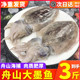 东海大墨鱼新鲜冷冻鲜活海鲜水产花枝超大目鱼章鱼爆头八爪鱼 包邮