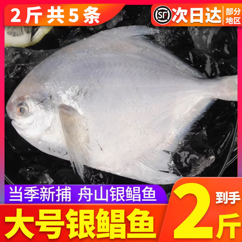 无冰 2斤舟山东海野生大银鲳鱼白鲳鳊鱼新鲜冷冻冰冻海鲜水产包邮