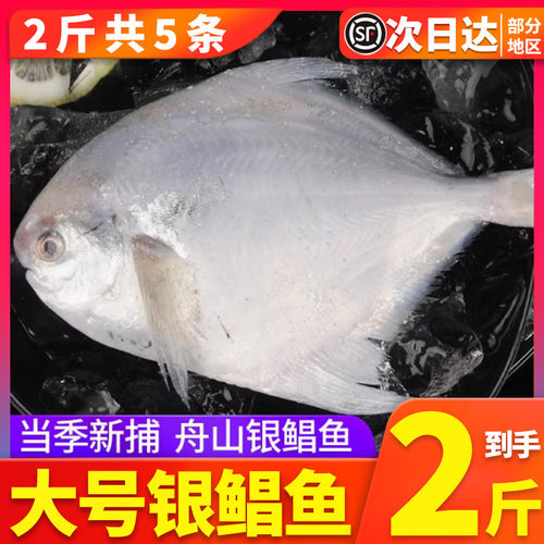无冰2斤舟山东海野生冰冻银鲳鱼