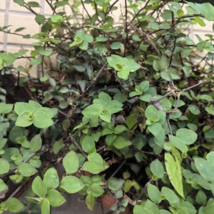 铺地锦竹草翠玲珑鸭跖草科垂吊植物小叶吊竹梅防晒隔热绿植50克