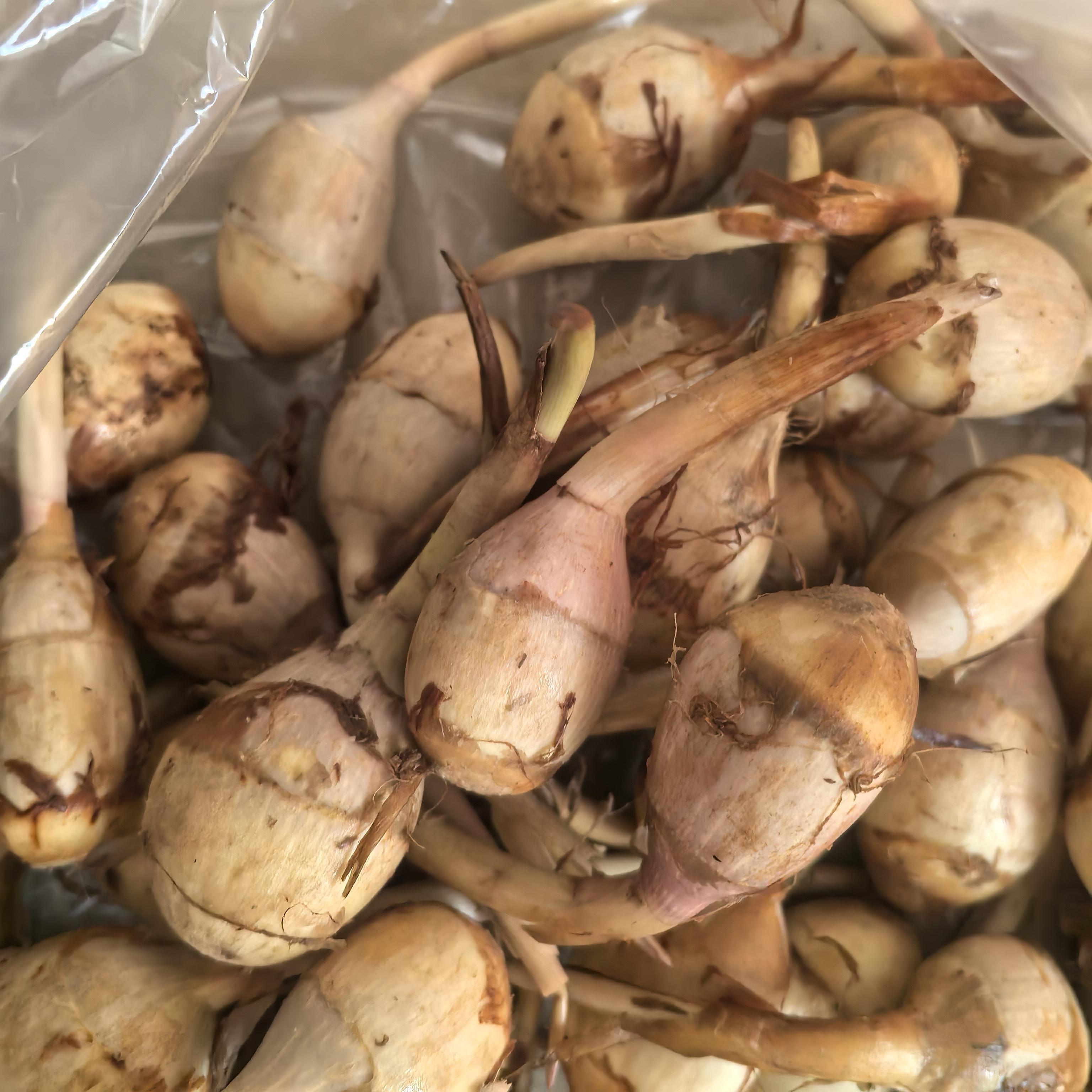 广东新鲜白紫茨菇小慈菇马蹄菇燕尾粉糯茨菰火锅蔬菜慈茨菰水鸡蛋