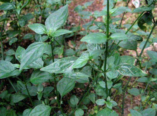 新鲜农家狗肝菜乌面草六角英野红蓝路边青500克