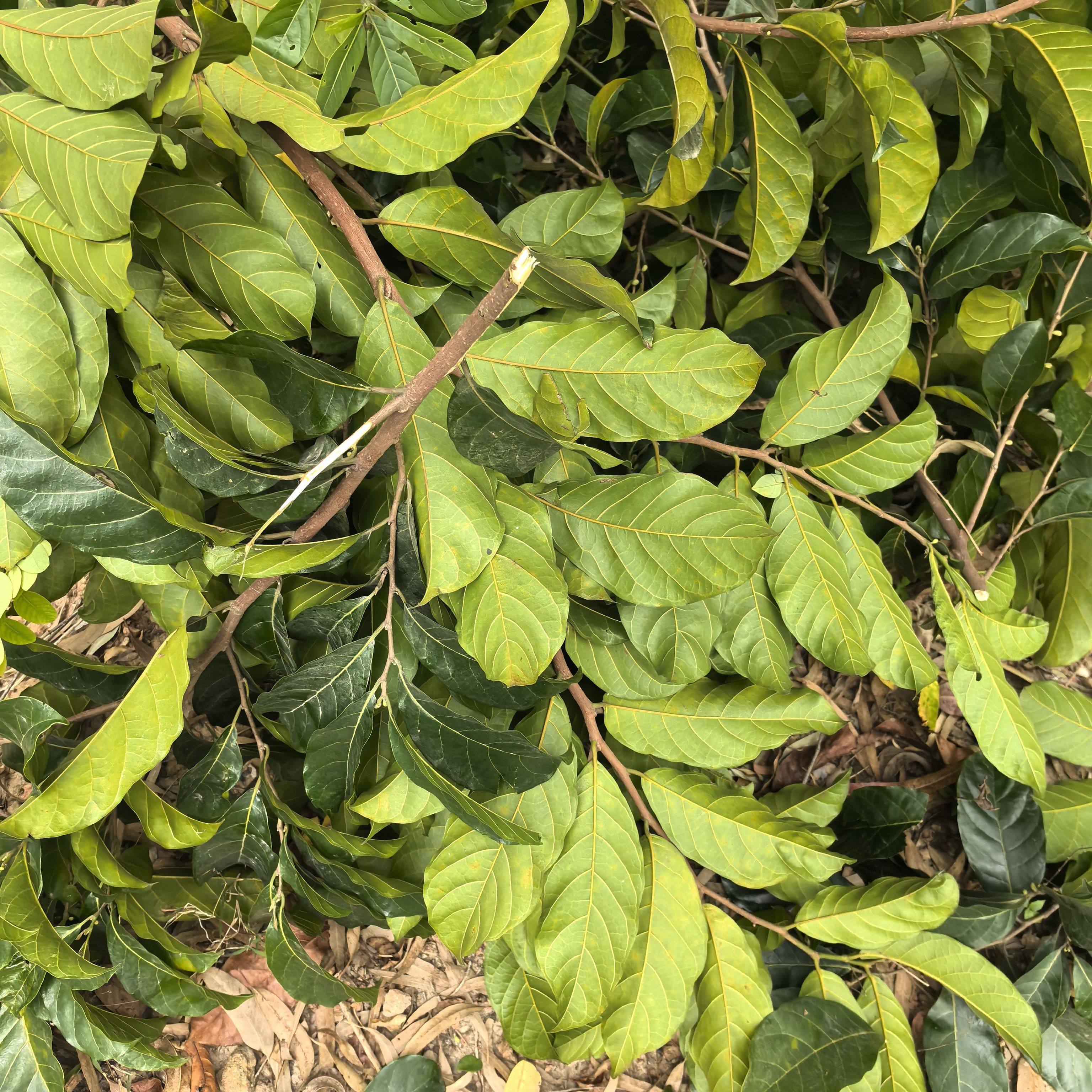 新鲜桂木果枝叶狗囊果叶胭脂树叶现摘现发新鲜枝叶婴儿洗澡1斤