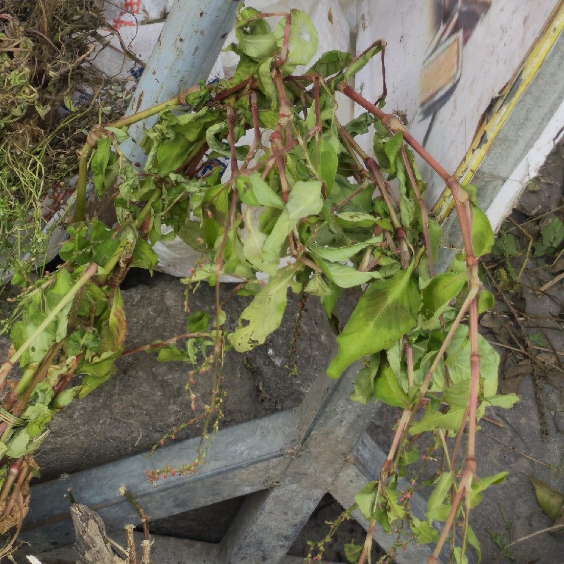 新鲜红辣蓼 班焦草 辣蓼草 辣马蓼辣椒草中药材现采500克