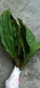 毛慈菇苗新鲜山慈菇球茎种苗毛慈姑冰球子10棵小苗