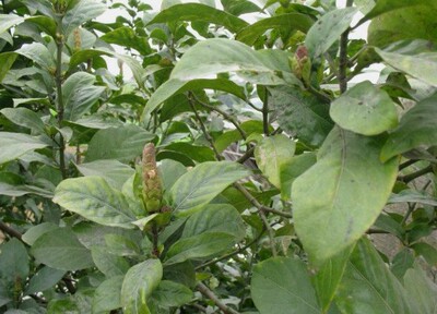 现采大驳骨草 新鲜大驳骨 大骨风 中草药材接骨木500克