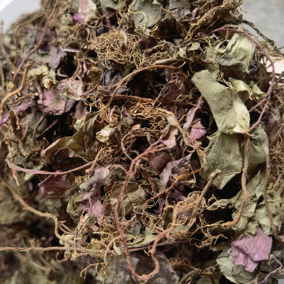 正宗红杆风柜斗草风谷草风鼓草风骨草500g干品包邮