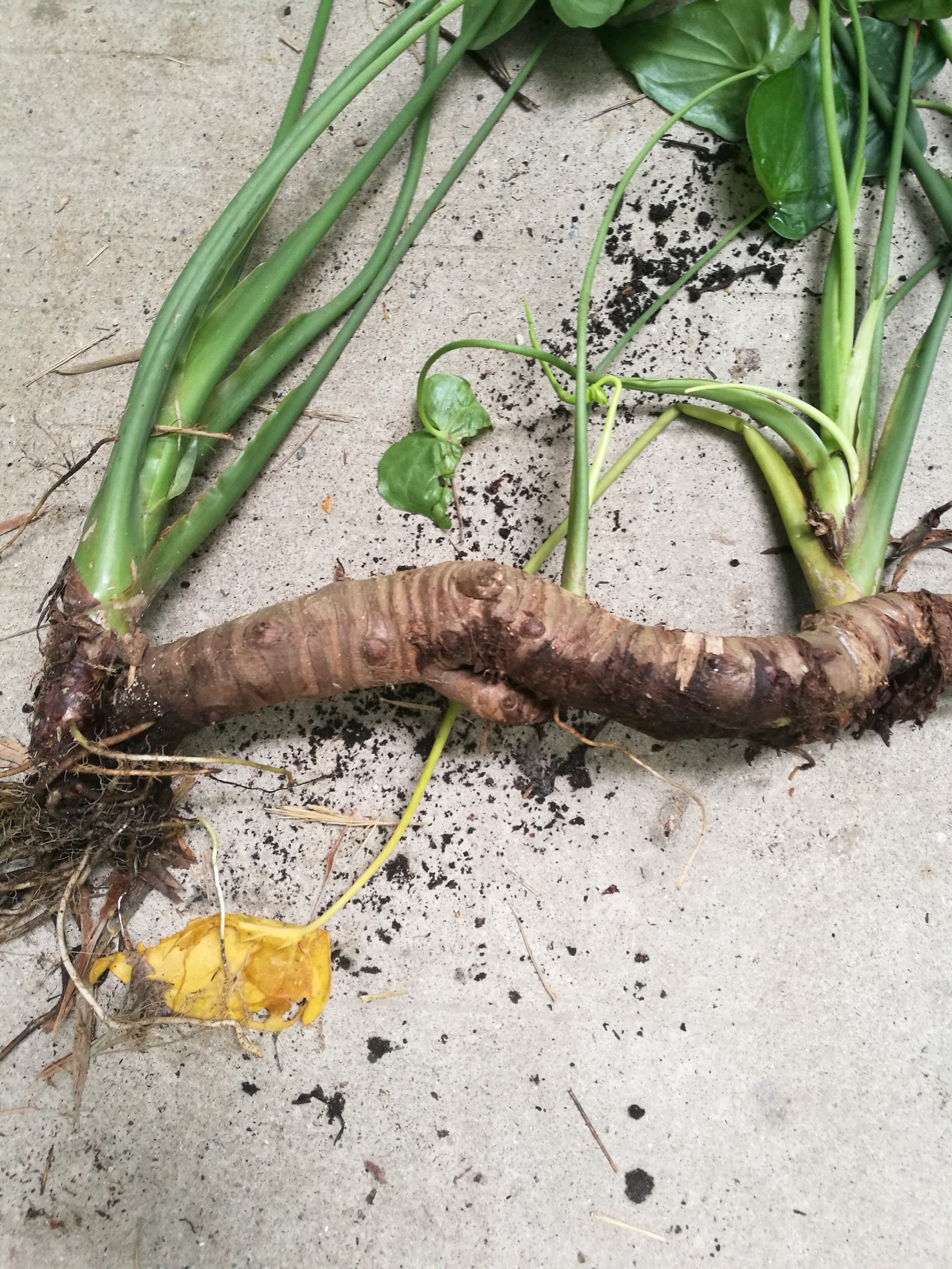 新鲜痒芋 大海芋 痕芋头尖尾芋观音莲 姑婆芋 白芋头 野芋头500克