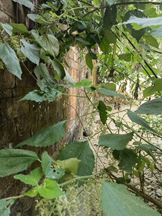 新鲜苎麻根 野麻 野苎麻 苧麻根 苎麻头白麻枝叶整棵500g