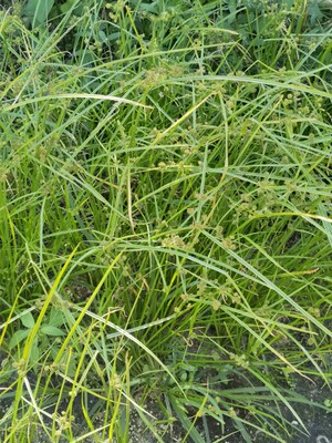 新鲜蜈蚣草植物三荚无头厚香