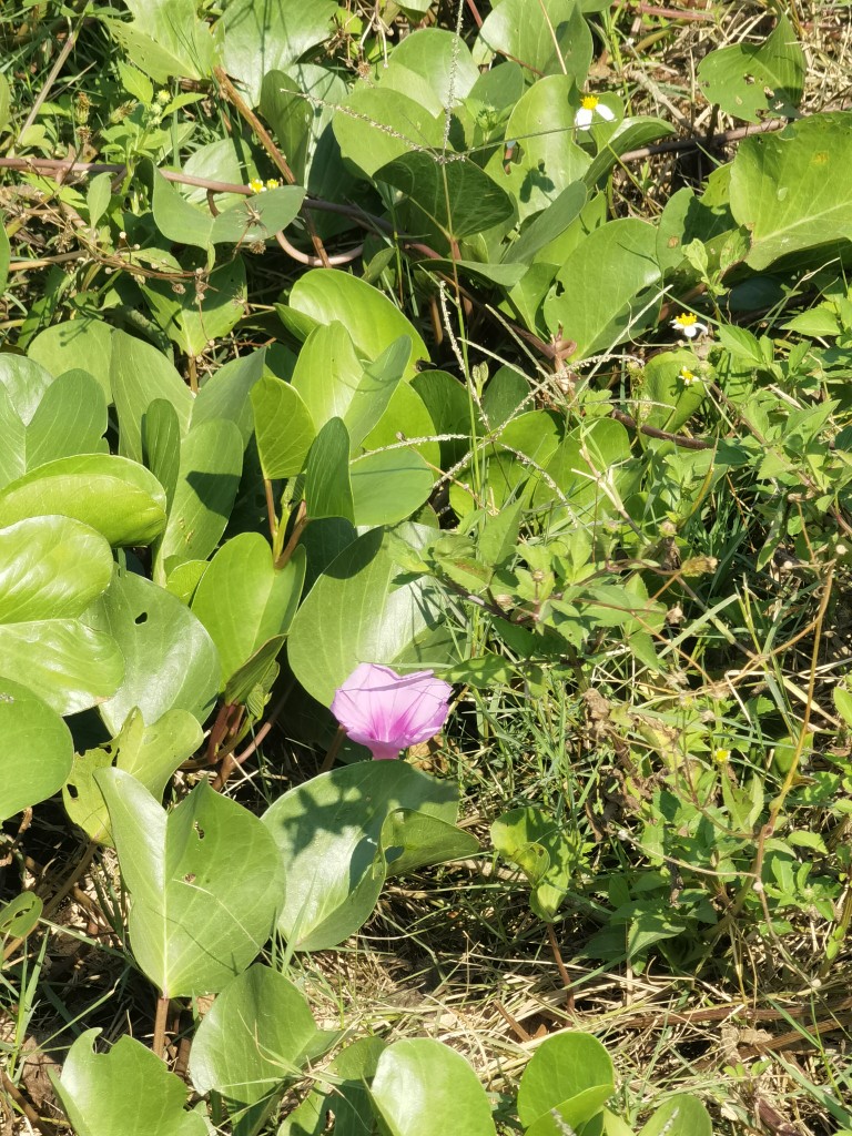 新鲜红花马鞍二叶厚藤500