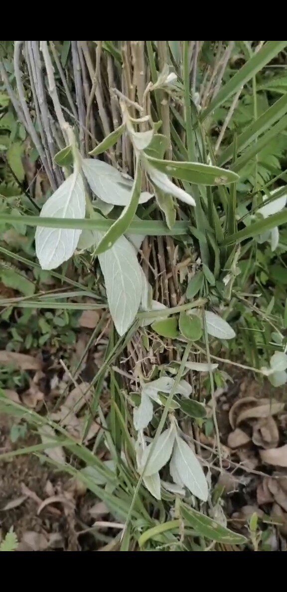 新鲜六月雪 广东中草药500克包邮