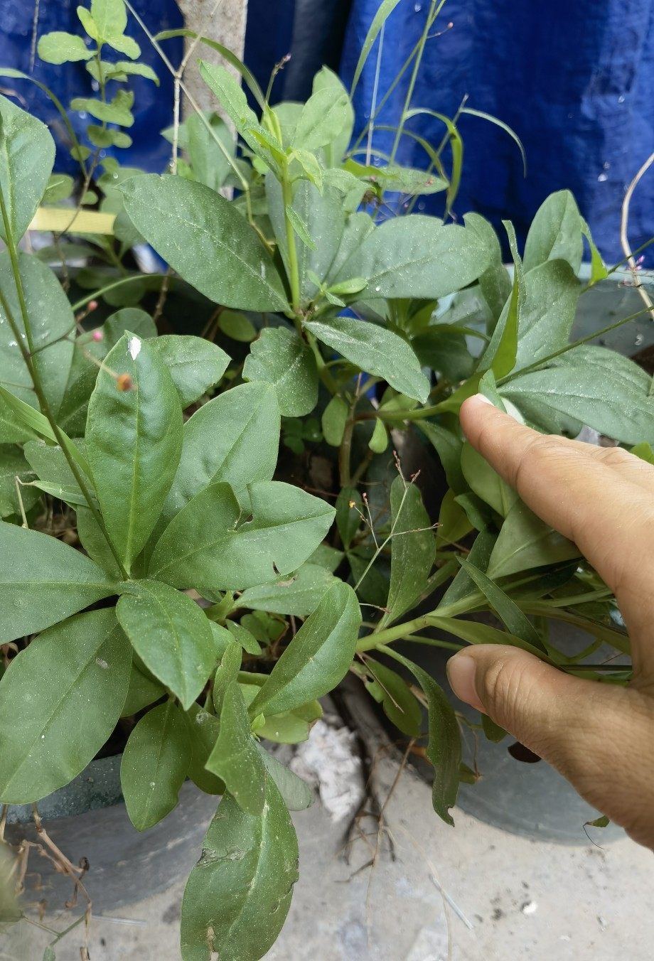 新鲜全草 土人参 栌兰 福参 飞来参 参草 500克