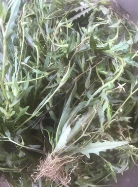 新鲜脉门草脉草功神草午时香脉草干品500克
