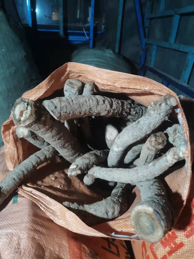 新鲜猫尾木根 猫尾薯 猫尾树根部 老树龄 现挖现发根枝叶花1斤