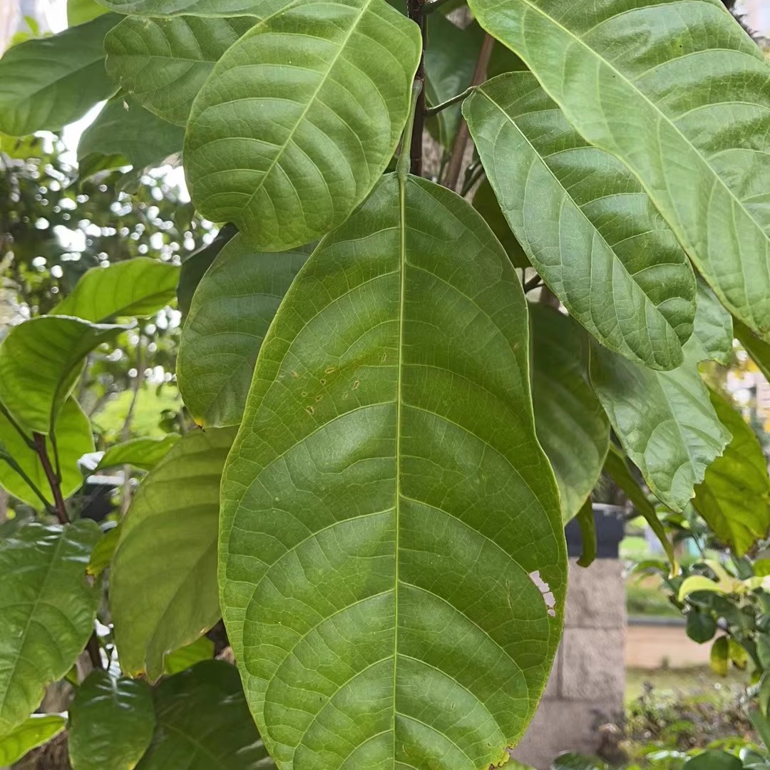 新鲜现采凤眼果叶苹婆叶七姐果频婆果叶包粽叶鲜品500g