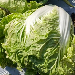 冬季霜冻大白菜新鲜蔬菜5斤黄心白菜圆白菜口感偏甜农家白菜包邮