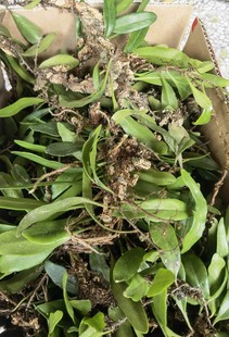 新鲜抱树莲龙眼树寄生树苇上树蛇现采500克