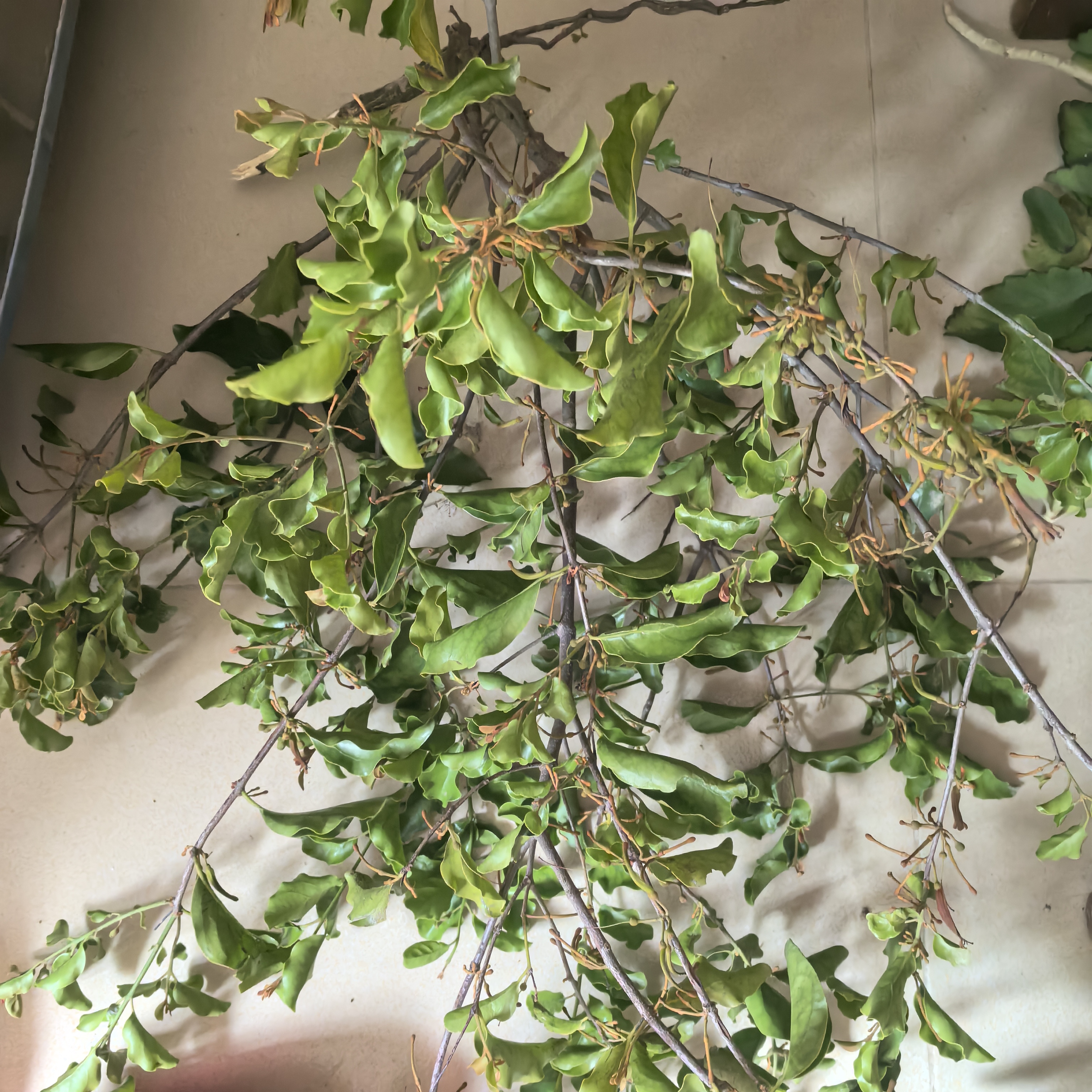 100%纯黄皮果子树寄生黄弹寄生黄枇寄生黄弹子寄生黄檀木干品湿品