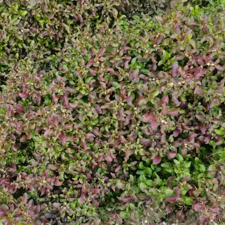 新鲜红狗肝菜台湾枸杞菜锦绣苋旱地西洋菜红草五色草红节节草500g