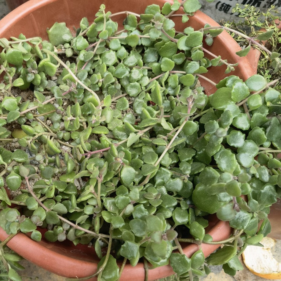 圆叶垂盆草可食用植物养肝护