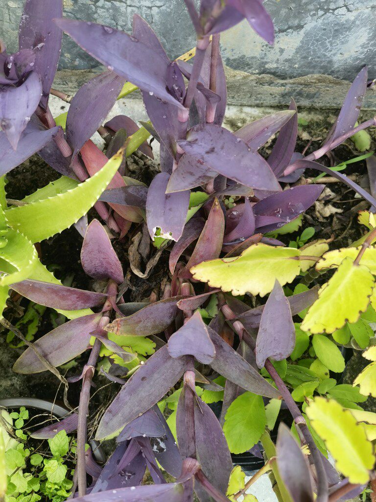 室内阳台花园盆栽紫罗兰鸭跖草吊兰垂吊紫叶草进化空气紫竹梅紫色