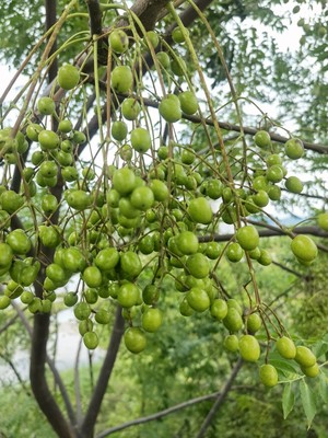 现采苦楝子药材500克金铃子