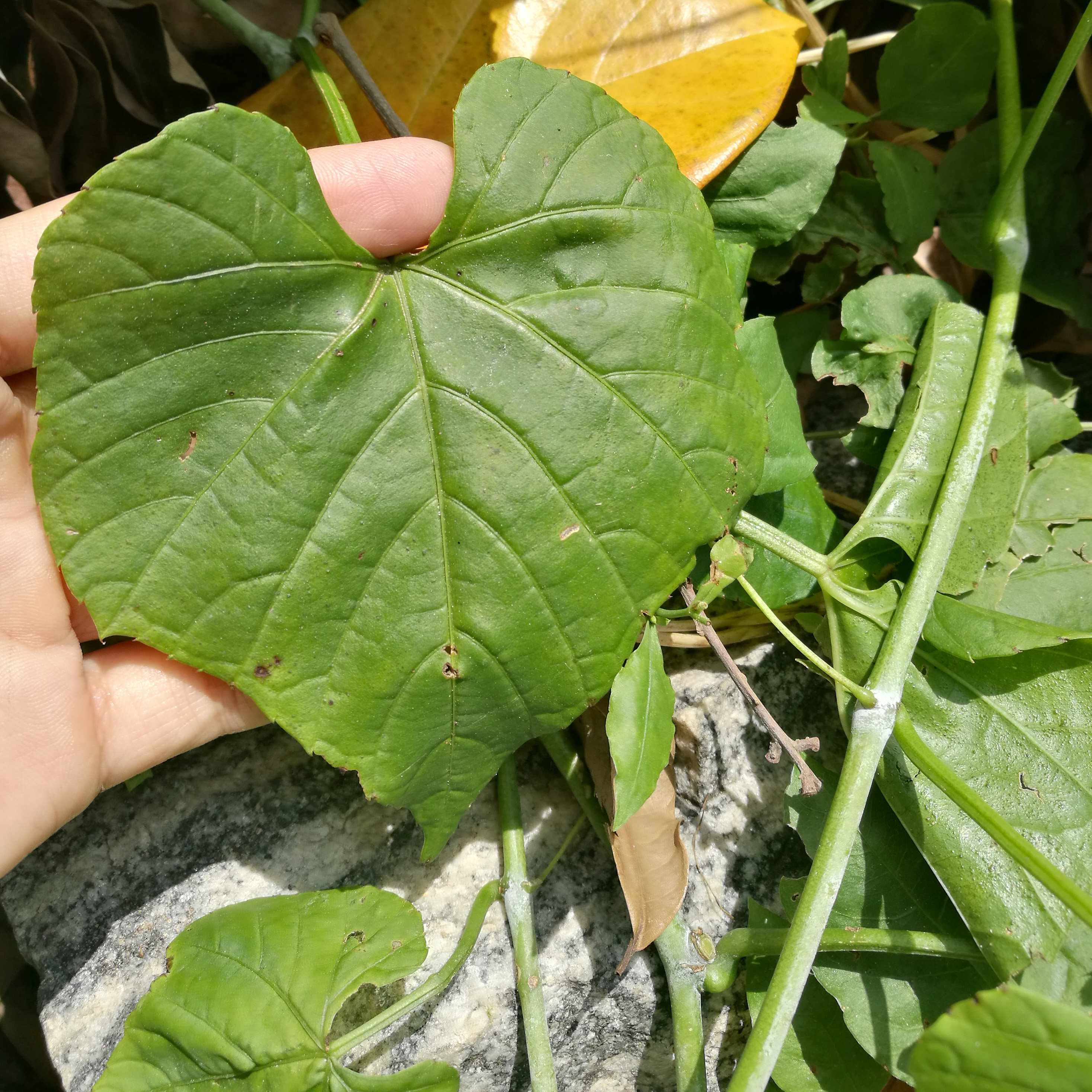 新鲜白粉藤 独脚乌桕夜牵牛白面水鸡青龙跌打山葫芦假番薯藤500克