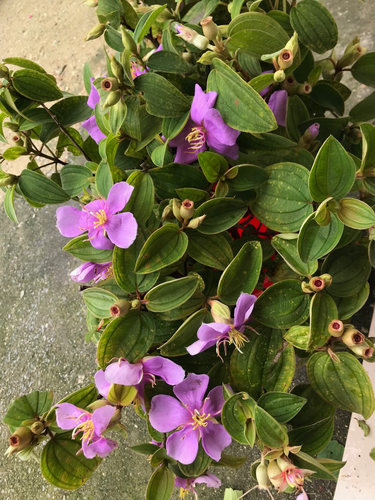 新鲜野牡丹豹牙郎木猪母草倒罐草炸腰果山石榴猪母稔高脚稔毛稔 - 封面
