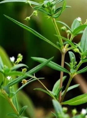 水线草伞房花耳草蛇舌草